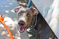 IMG_4022GretchenDogPark