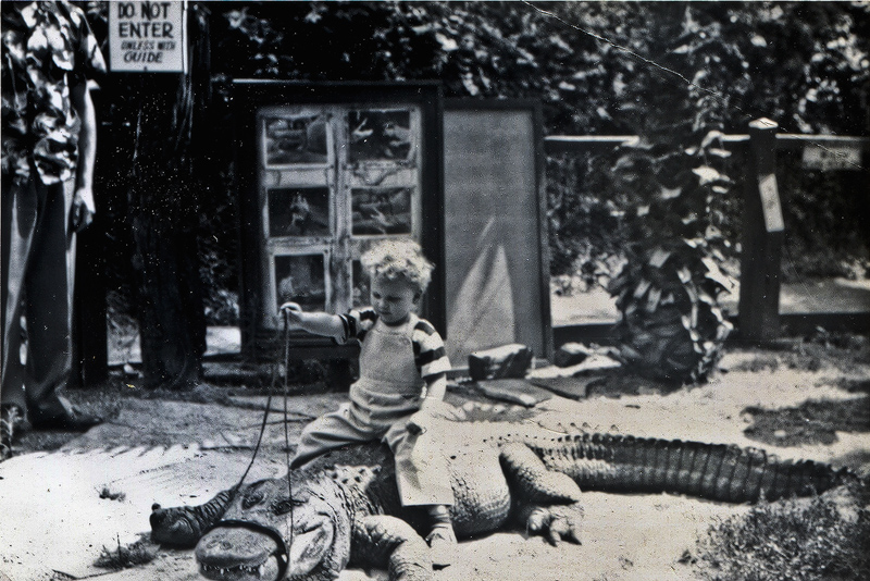 alligator