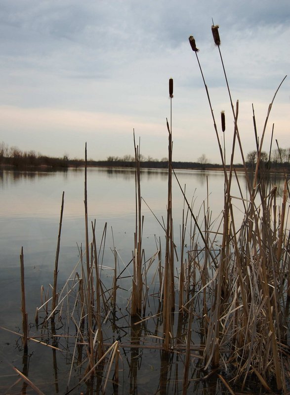Cattails.jpg