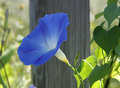 Morning Glory