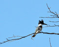 Belted Kingfisher