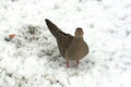 Mourning Dove.jpg