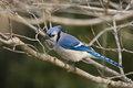 Bluejay