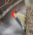 Red-bellied Woodpecker  1