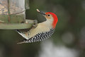 Red-bellied-Woodpecker 2