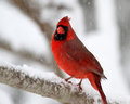 Cardinal 3