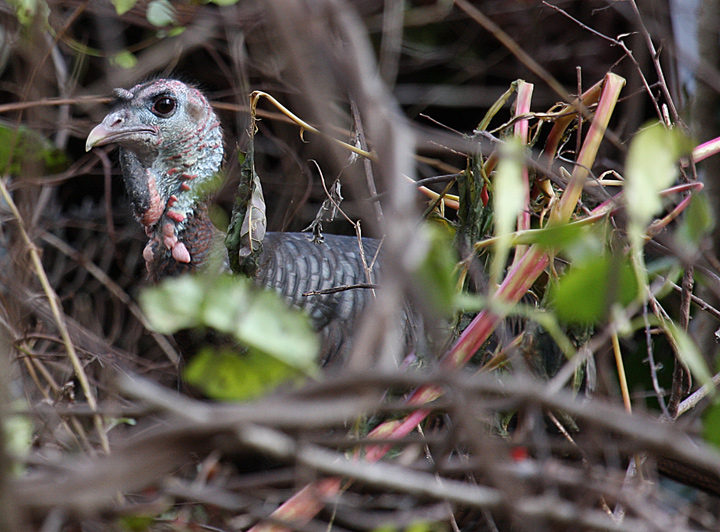 Wild Turkey