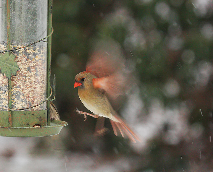 Cardinal Hovering