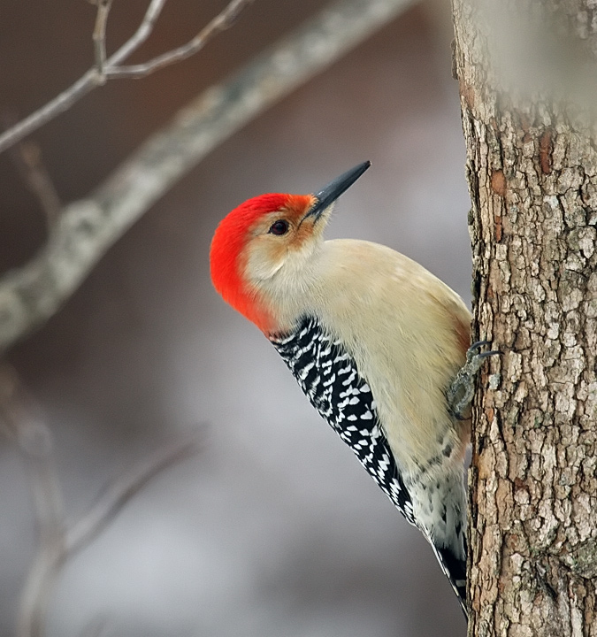 Red-bellied Woodpecker  1