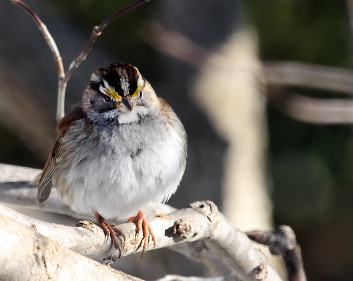 White-throated Sparrow