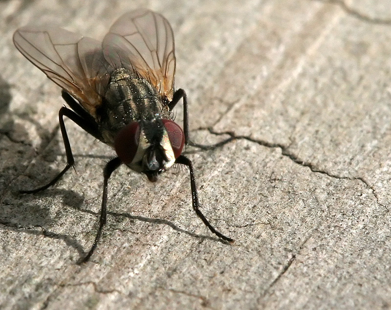 Fly