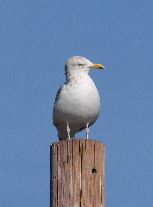 Seagull 