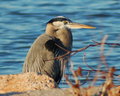 "Blue Heron"