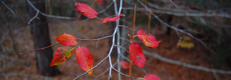 DSC_0307.jpg