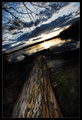 Log