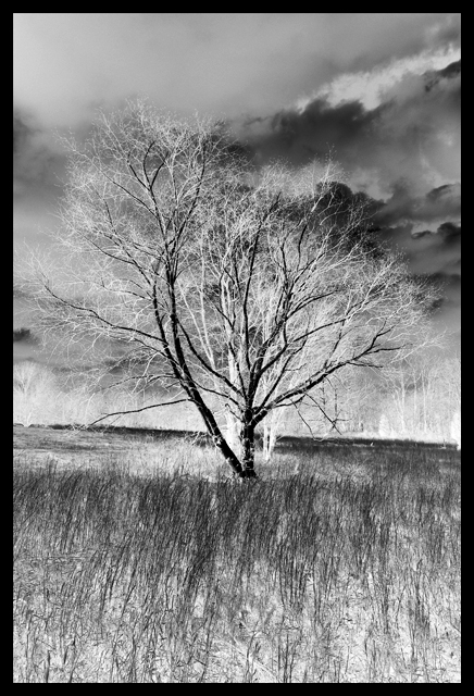 Inverted Tree