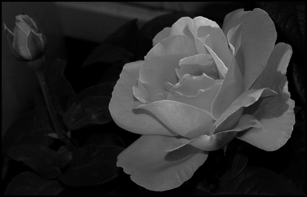 Garden Flower