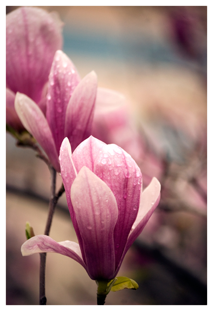 Flowers.jpg