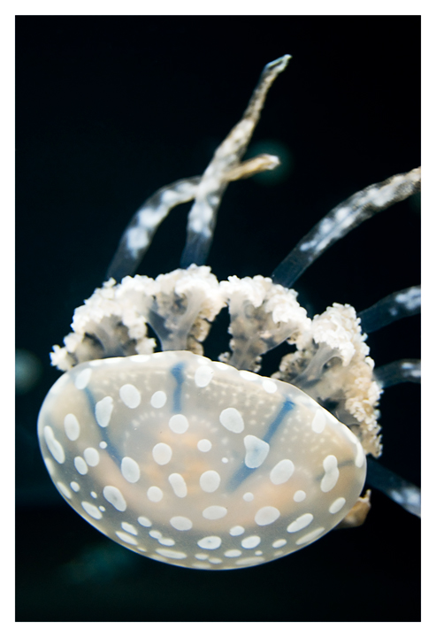Jellyfish.jpg
