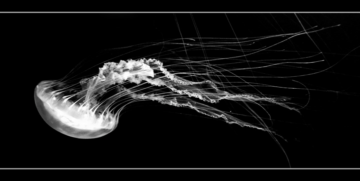 Jellyfish2.jpg