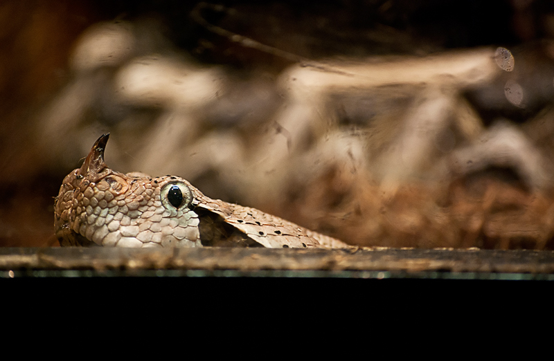 Viper