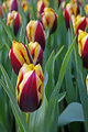 Kukenhof Tulip