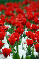 Red and White 