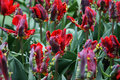 Dragon Flower