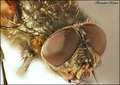 Jeff The Fly II