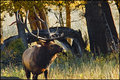 Elk