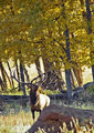 Elk II