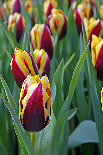 Kukenhof Tulip