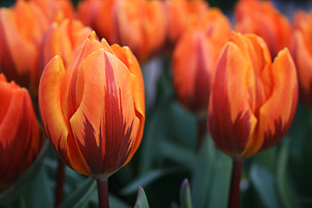 A Netherlands' Spring