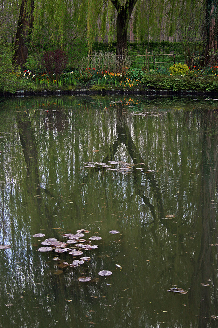 Monet's Lilies