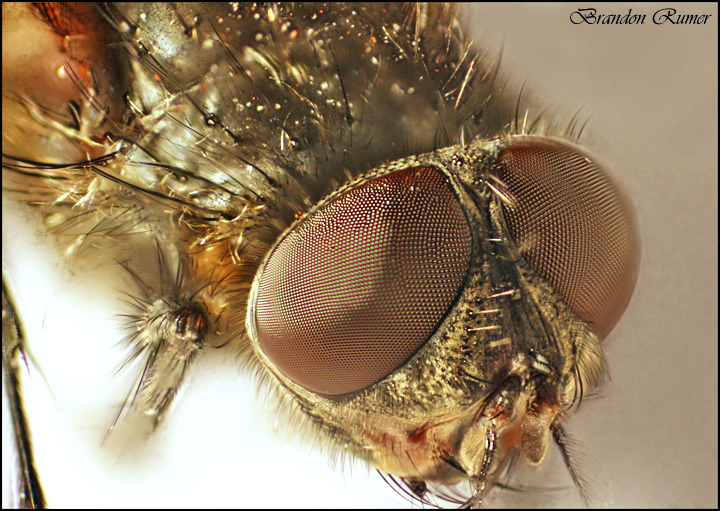 Jeff The Fly II
