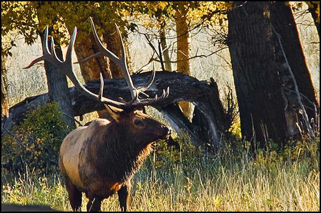 Elk