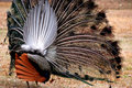 Tail Feather