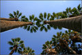 Day 31: Palm your way up