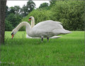 Day 5: Swan Lunch, Not Swan Lake!