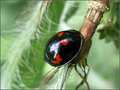 Day 5: Lady Bug