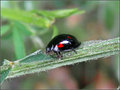 Day 6: Lady Bug 2