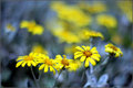 Day 27: Yellow Flowers