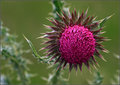 Day 28: Thistle