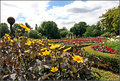 Yellow Flowers 2