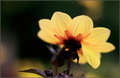 Yellow Flowers 4