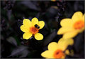 Yellow Flowers 6