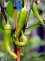 Day 23: Chilli
