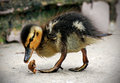 Chicks can play soccer too! ... re-edit for Xerox monitor