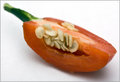Jalapeño