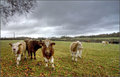 #19 - Sill Cow!